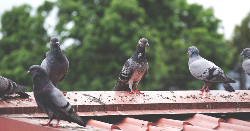 how to get rid of pigeons on roof