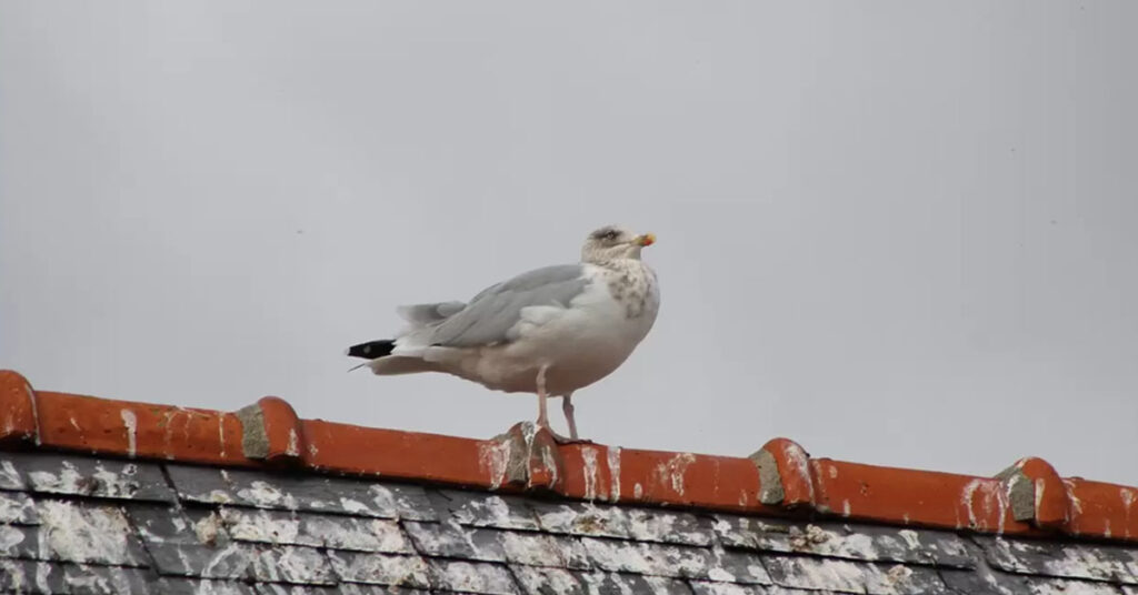 how to get rid of doves on roof